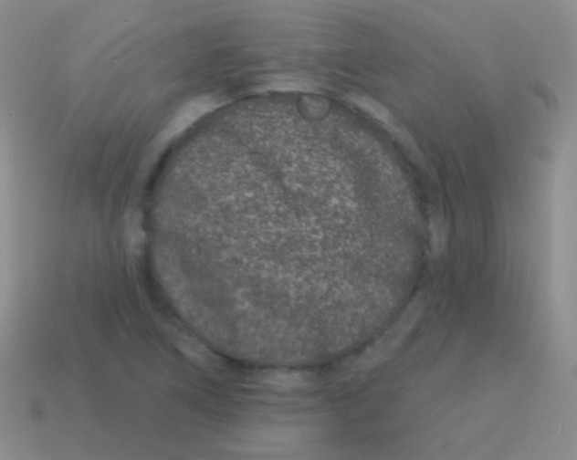 X0000113631266200910162008