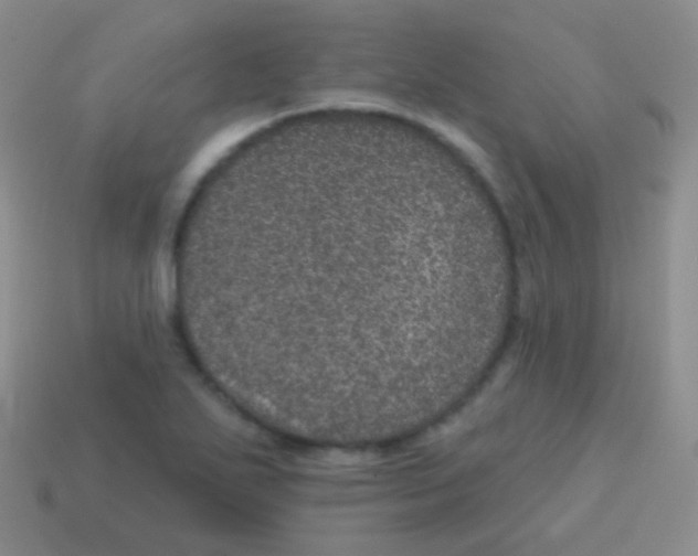 X0000113631271200910162007