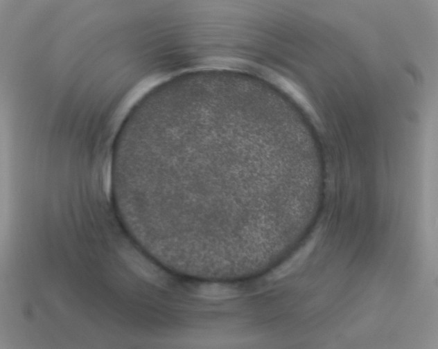 X0000113631275200910162007