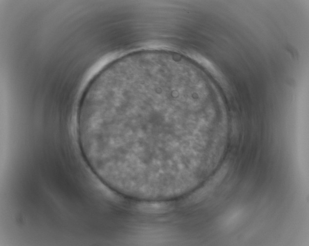 X0000113631286200910162007