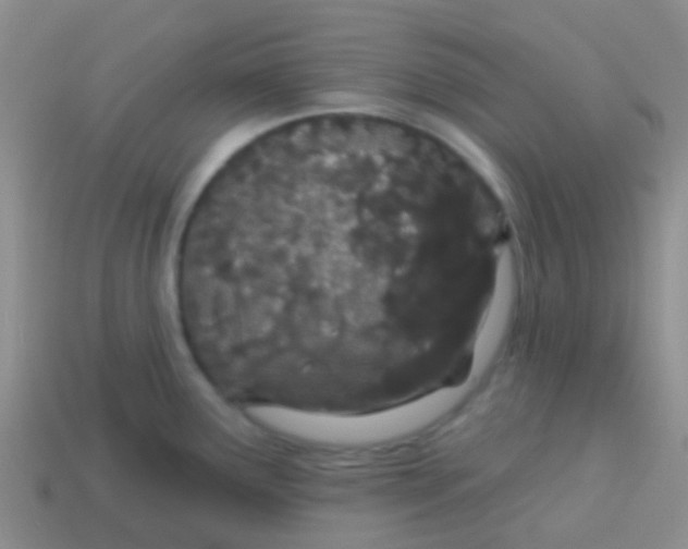 X0000113631291200910162007