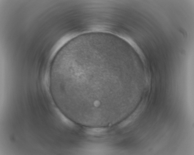 X0000113631294200910162007