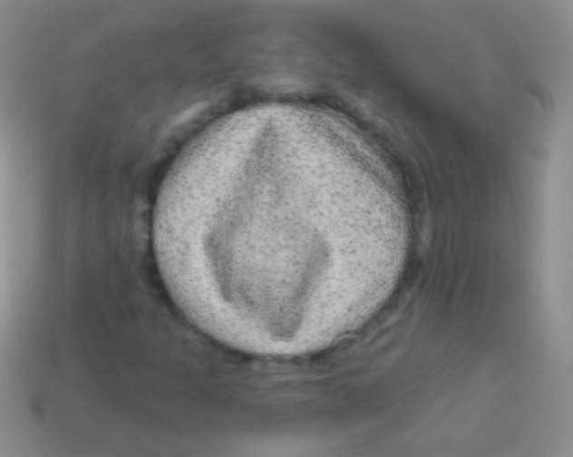 X0000113631301200910162006