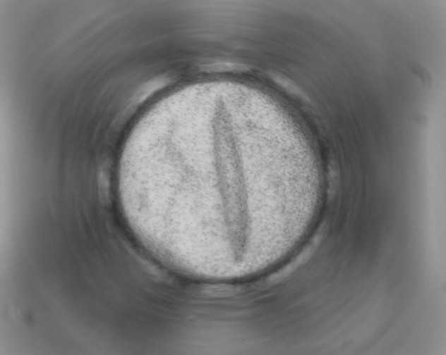 X0000113631305200910162007