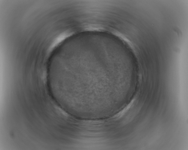 X0000113631306200910162007