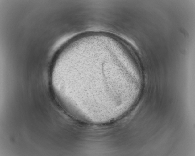 X0000113631311200910162007