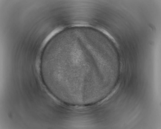 X0000113631325200910162007