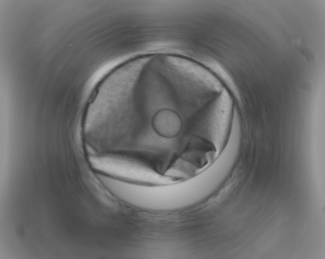 X0000113631336200910162007