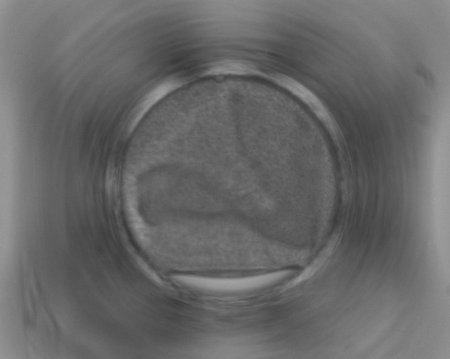 X0000113631337200910162007