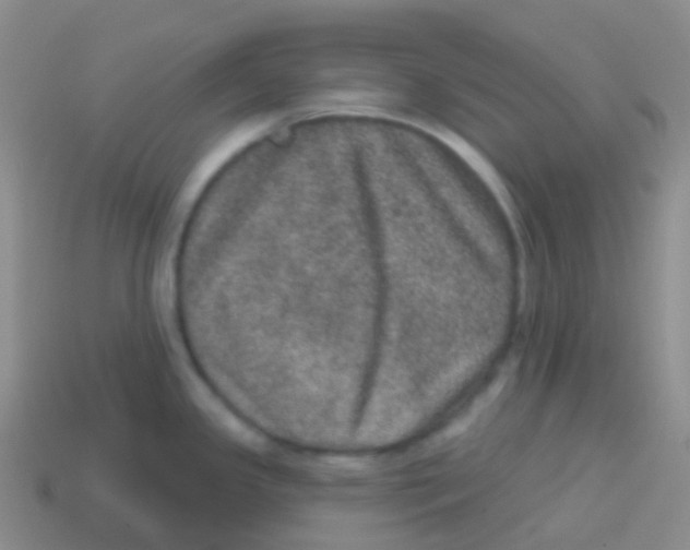 X0000113631341200910162007