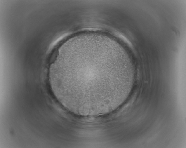 X0000113631352200910162006