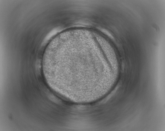 X0000113631355200910162006