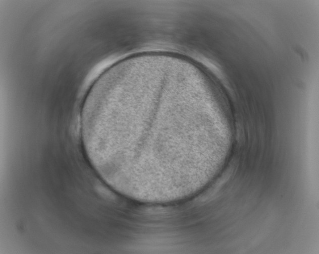 X0000113631366200910162006