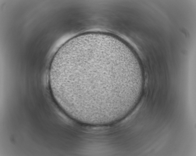 X0000113631367200910162006