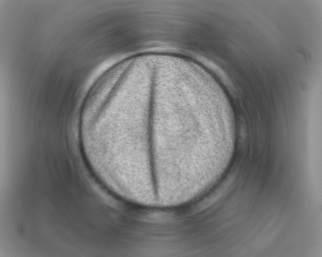 X0000113631375200910162006