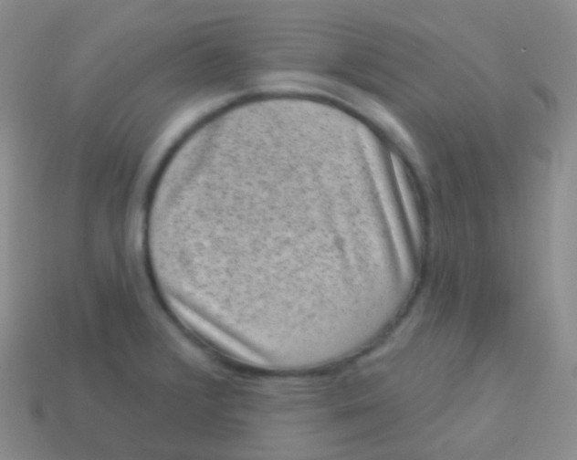 X0000113631376200910162006