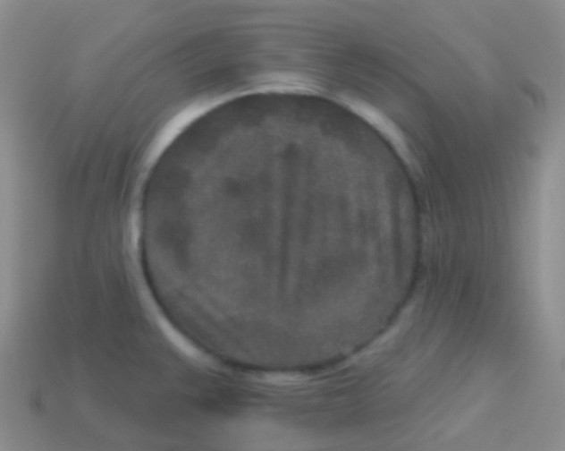 X0000113631383200910162006