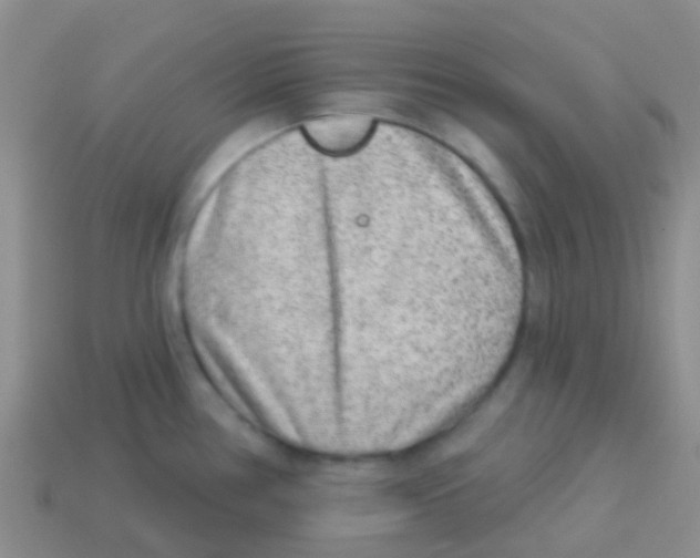 X0000113631386200910162006