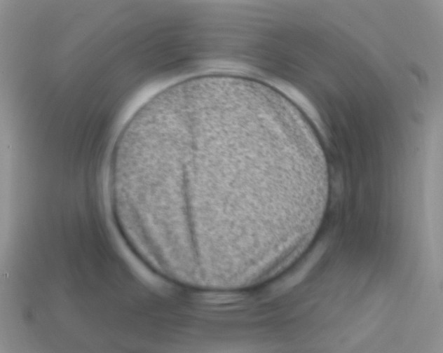 X0000113631391200910162006