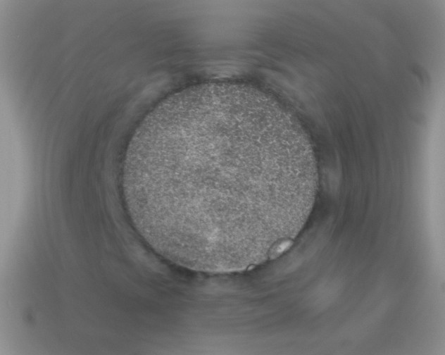 X0000113631393200910162005