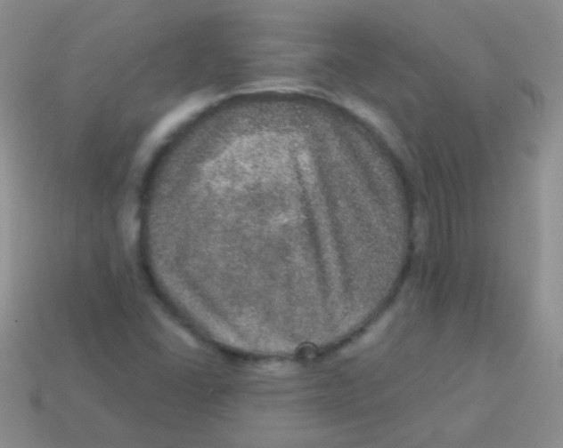 X0000113631406200910162005