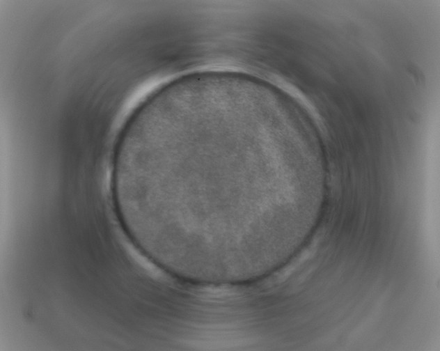 X0000113631416200910162005