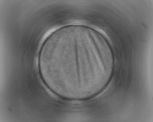 X0000113631424200910162005