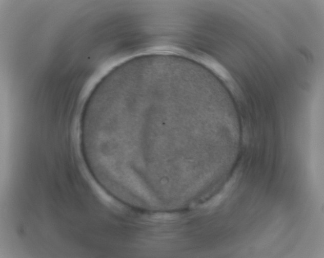 X0000113631430200910162005