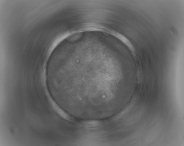 X0000113631431200910162005