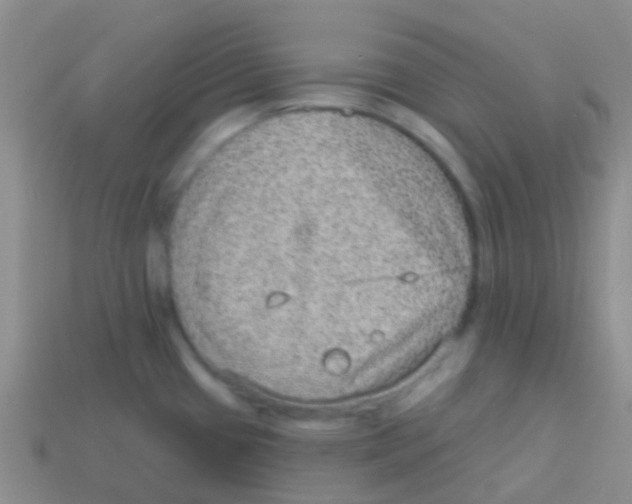 X0000113631433200910162005