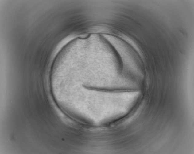 X0000113631434200910162005