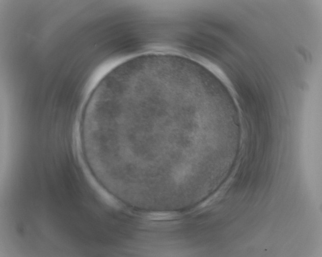 X0000113631440200910162006