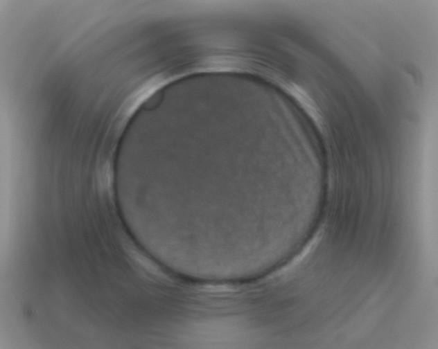 X0000113631465200910162005