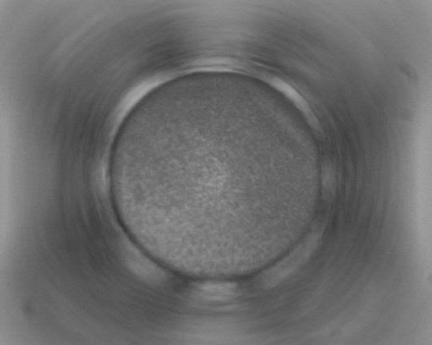 X0000113631466200910162005