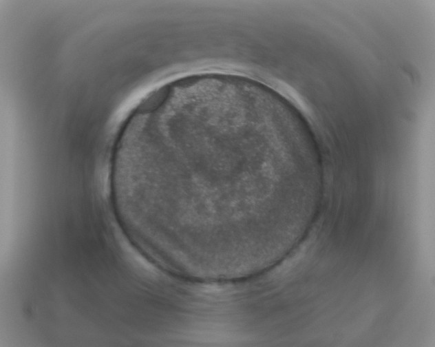 X0000113631504200910162004