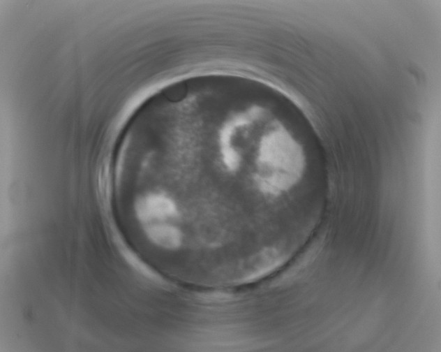 X0000113631515200910162004