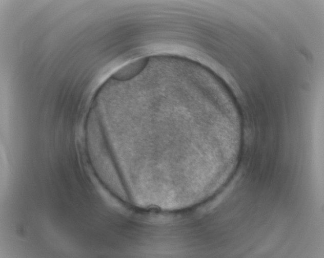 X0000113631521200910162004