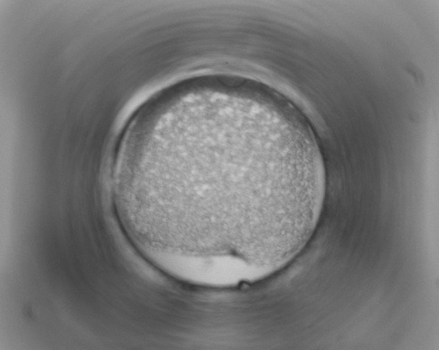 X0000113631522200910162004