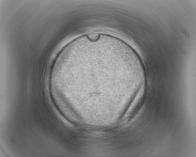 X0000113631525200910162004