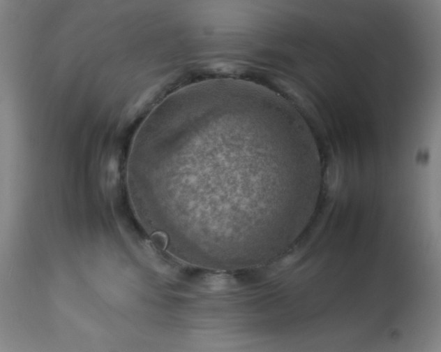 X0000113640424200910021921