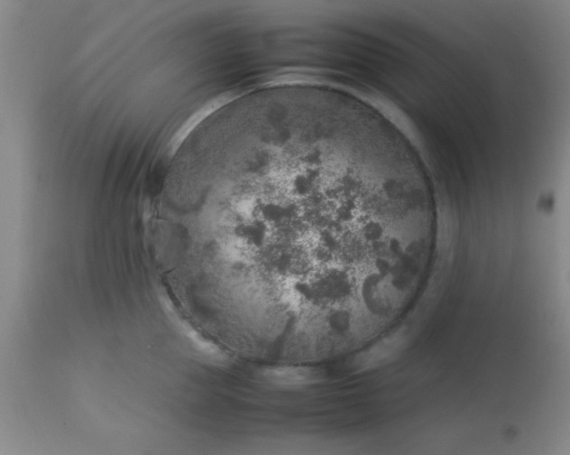 X0000113640953200910021913