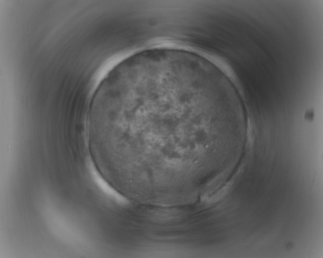 X0000113641247200910021909