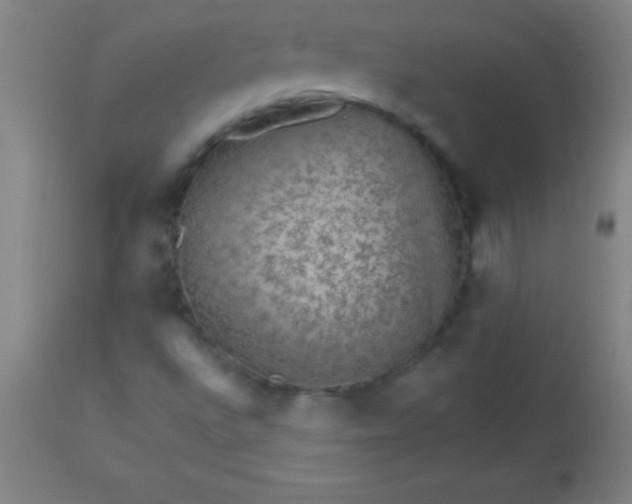 X0000113641496200910021904