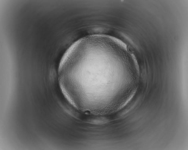 X0000113640459200910091540