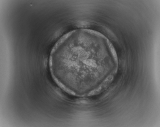 X0000113640652200910091537