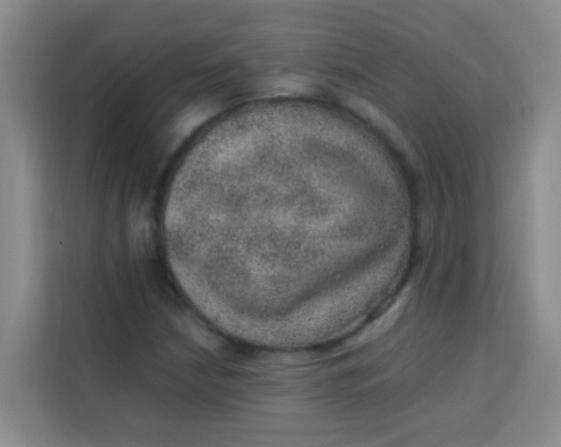 X0000113641210200910091530