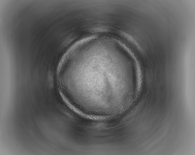 X0000113641217200910091530