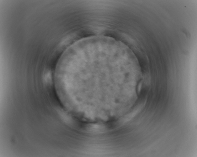 X0000113640286200910162044