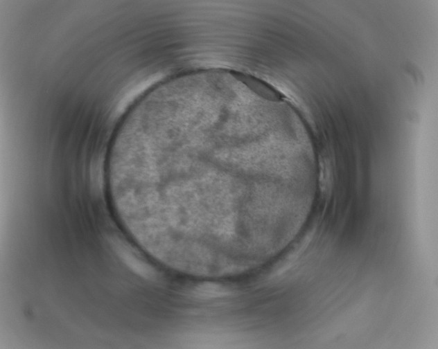 X0000113640390200910162042