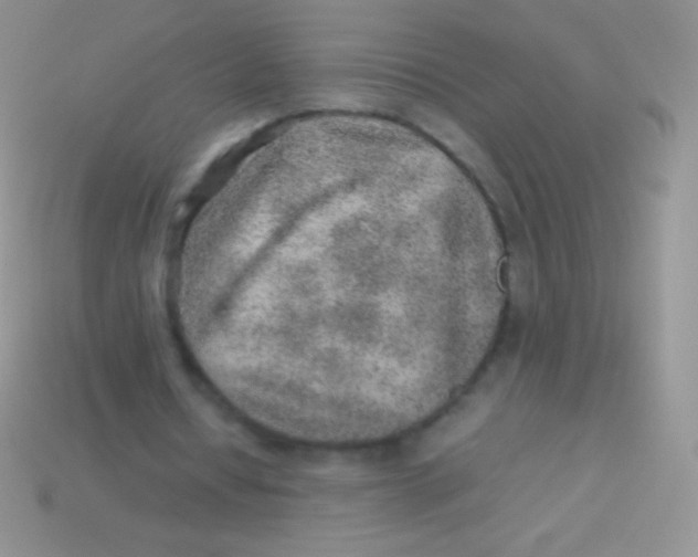 X0000113640434200910162040